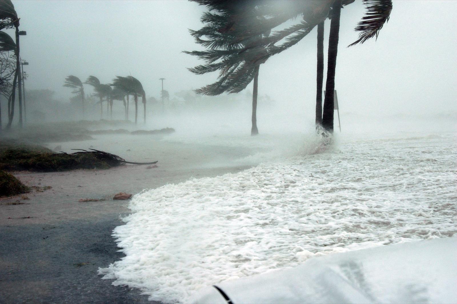 Palm trees bending in high wind and storm surge along a Florida coastline